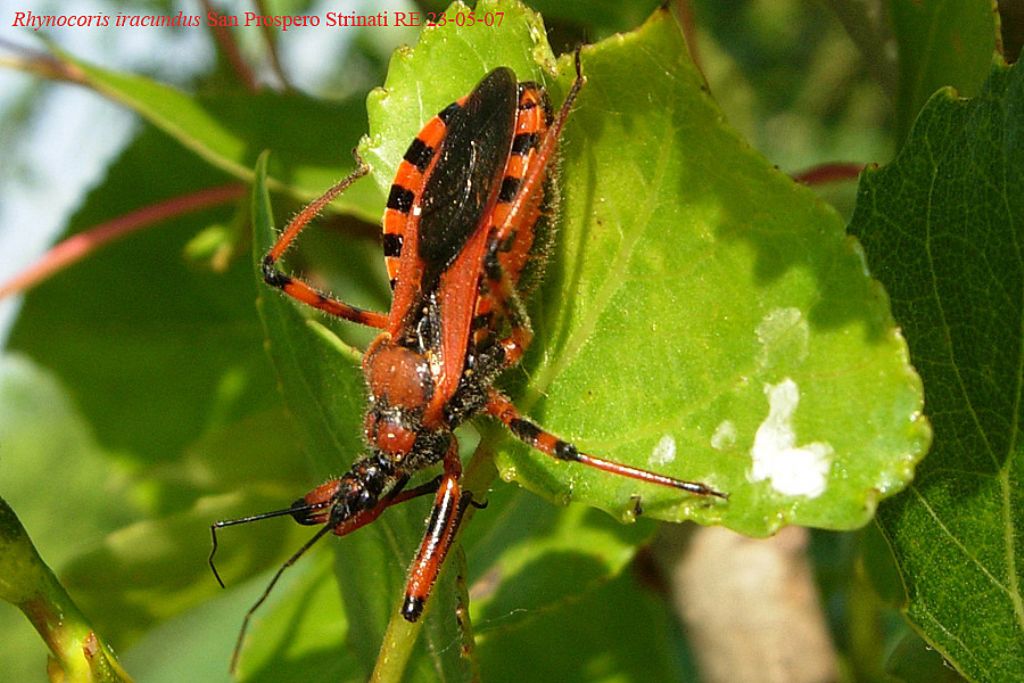 Con vergogna Rhynocoris....